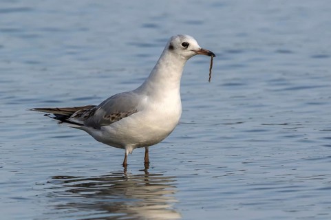 Black-headed Gull (Chroicocephalus ridibundus) with worm prey in beak, Mecklenburg-Western