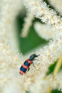 Bee beetle, bee wolf, common bee beetle, immense beetle, immense wolf, trichodes apiarius, beetle,