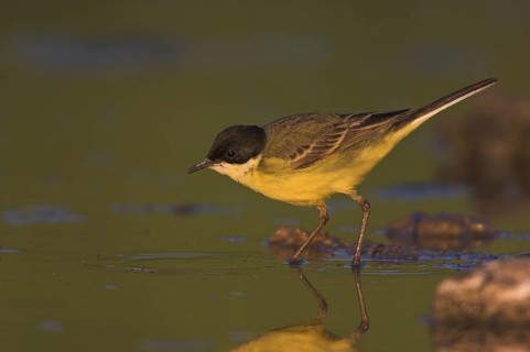 Western Yellow Wagtail (Motacilla flava feldegg), Lesvos, Greece