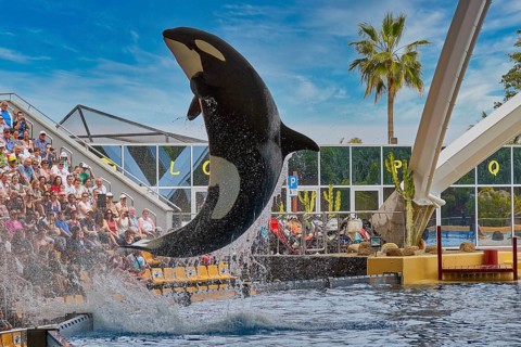 An orca performs an impressive leap out of the water in front of an eagerly watching audience, Orca