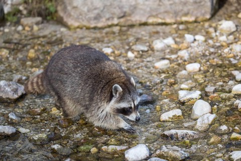 One Raccoon, procyon lotor, looking for food between the pebbles in shallow water