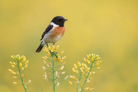 European Stonechat (Saxicola rubicola) male perched in a rape field, Poland