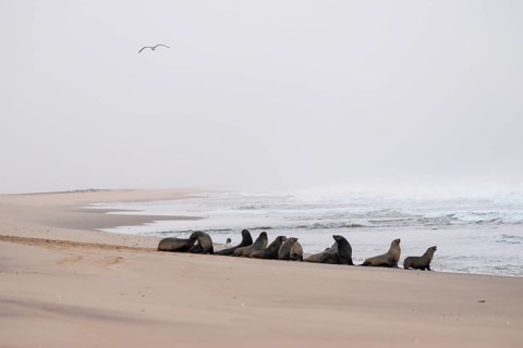 Group of dwarf fur seals (Arctocephalus pusillus) on the beach, Atlantic coast, Namib Naukluft
