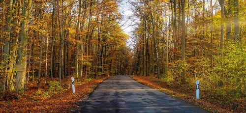 An asphalted road through an autumnal forest with colorful leaves in sunlight, Weismain, Upper