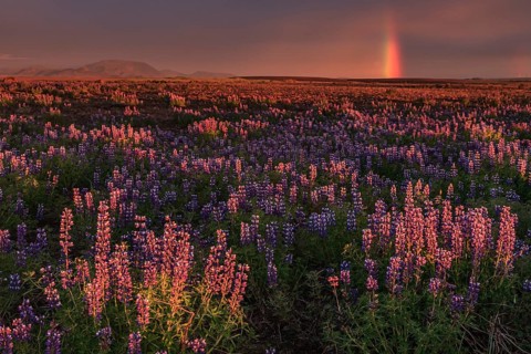 Volcanic crater reflected in stream, lava field, cloudy mood, midnight sun, summer, Burfellshraun,