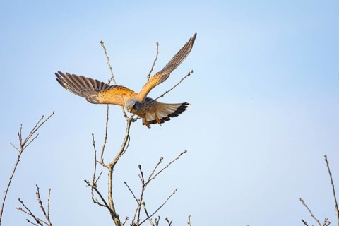 Kestrel (Falco tinnunculus) Germany