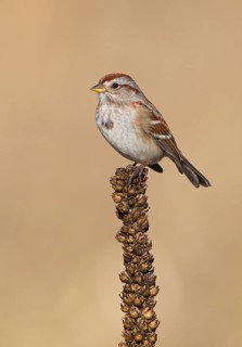 American Tree Sparrow
