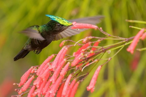 Antillean crested hummingbird (Orthorhyncus cristatus) flying and feeding at a flower on the