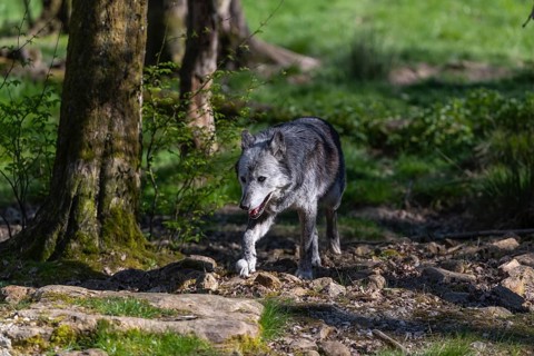 One Timberwolf, Canis lupus lycaon, walking over green grass in an opening of a forest Trees and