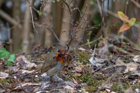 Robin (Erithacus rubecula) collecting for its nest, Bavaria, Germany