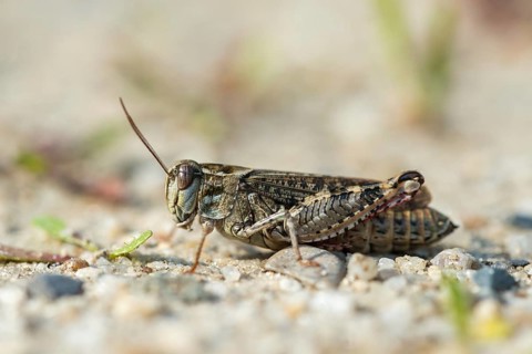 Acrididae, Caelifera, Calliptamus italicus, Field Locusts, Grasshoppers, Italian Locust, Italian
