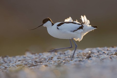 Pied Avocet (Recurvirostra avosetta), Texel, Netherlands