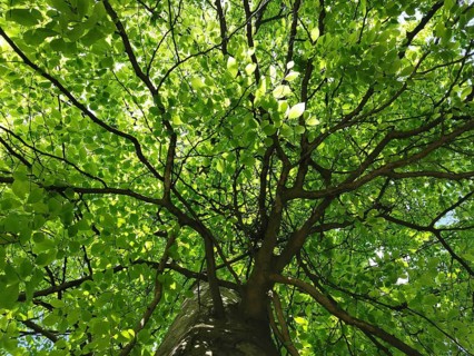 Looking up at the green treetop of a sprawling tree with sunlight, hiking on the Rennsteig,