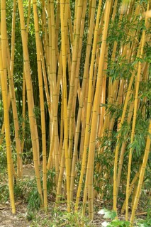 Golden flat bamboo (Phyllostachys aurea 'Koi'), Schloss Dyck, Germany