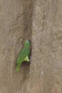 Yellow-crowned Amazon (Amazona ochrocephala), Manu National Park, Peru