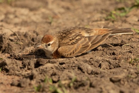 Red-capped Lark (Calandrella cinerea), Masai Mara, Kenya