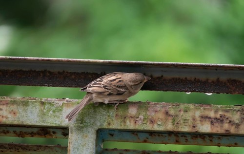 A house sparrow (Passer domesticus), Gazipur, Bangladesh