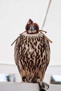 A majestic falcon with a leather hood perches calmly on a stand under a white canopy. The bird of