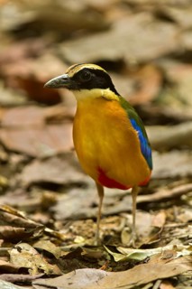 Blue-winged Pitta (Pitta moluccensis), Singapore