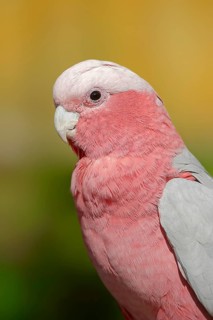 Galah (Eolophus roseicapilla) (Cacatua roseicapilla), captive, occurring in Australia