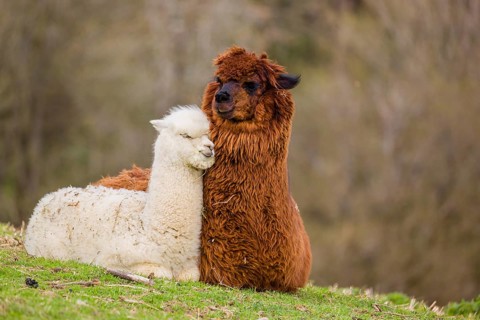 A brown female Alpaca (Vicugna pacos) and its white young rest on a green meadow . A forest is in