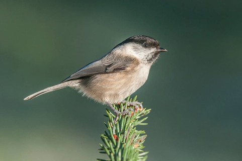 Swamp tit (Parus palustris) Marsh Tit • Baden-Württemberg, Germany, Baden-Württemberg, Federal