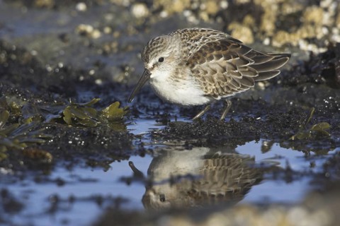 Western Sandpiper (Calidris mauri), British Columbia, Canada