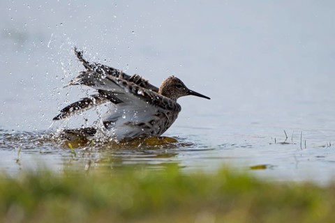Ruff (Philomachus pugnax), bathing, backlit, Ochsenmoor, Dümmer, Lemförde, Lower Saxony, Germany