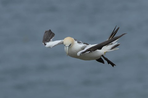 Northern gannet (Morus bassanus) adult bird in flight, Yorkshire, England, United Kingdom