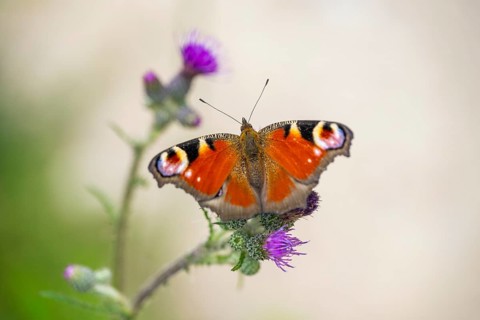 European peacock butterfly (Aglais io) sitting on a flower and drinking nectar, Upper Palatinate,
