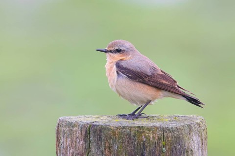 Wheatear (Oenanthe oenanthe) adult female, Red List Category 1, endangered, wildlife, long-distance