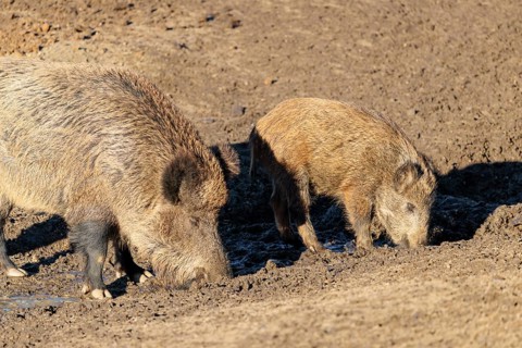 Two wild boars (Sus scrofa) drink water from the inlet of a small pond