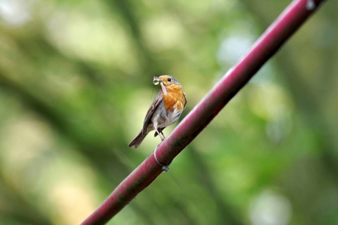 Robin (Erithacus rubecula), insects, brood, A robin has collected food for its offspring