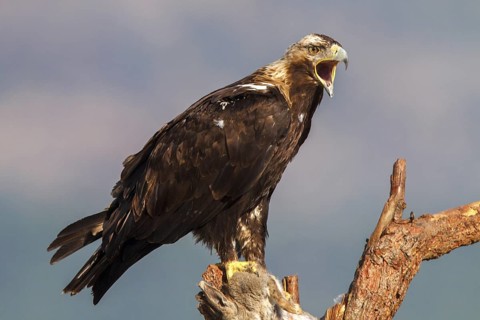 Spanish Imperial Eagle (Aquila adalberti) female calling, Spain