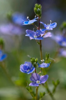 Honorary prize, female bite, gamander honor prize, cat's eye, loyal to men, plantaginaceae,