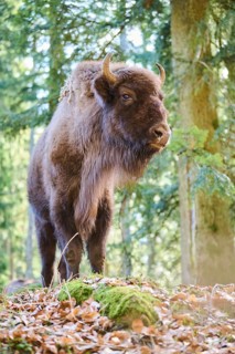 European bison (Bison bonasus) in a forest in spring, Bavarian Forest, Germany