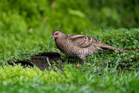 Mrs. Hume's Pheasant (Syrmaticus humiae) female perched on the ground, Yunnan, China
