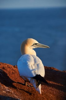 Northern gannet (Morus bassanus) standing on the cliff at sunset with the sea in the background,