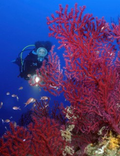 Diver looking at blood-red fan coral (Paramuricea clavata) Horn coral Red gorgonian Mediterranean
