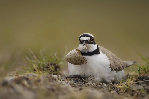 Little Ringed Plover (Charadrius dubius) juvenile eggs