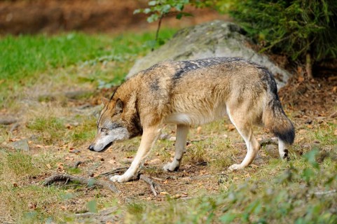 A wolf sniffs attentively for tracks on the forest floor, Eurasian wolf (Canis lupus lupus),