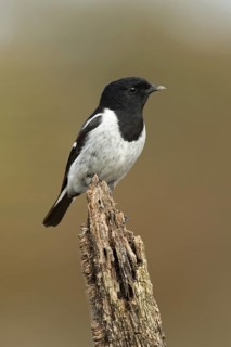 Hooded Robin (Melanodryas cucullata) male, Victoria, Australia