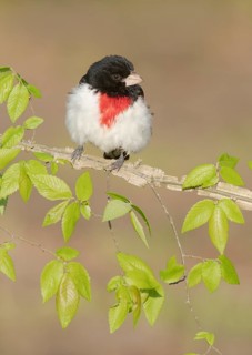 Rose-breasted Grosbeak (Pheucticus ludovicianus) male perched on a branch, Texas, USA
