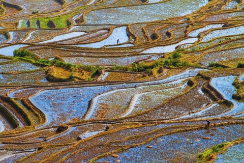 Celestial Stairs — The Yuanyang Rice Terraces in Yunnan, China, carved by the Hani people over 1,