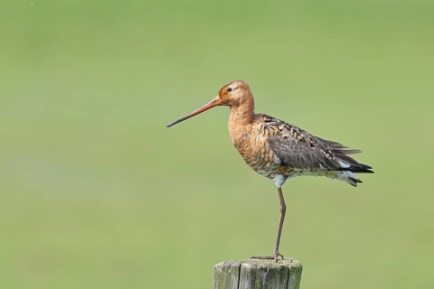 Black-tailed godwit (Limosa limosa) standing on one leg on a post, Ochsenmoor, Dümmer See, Hüde,