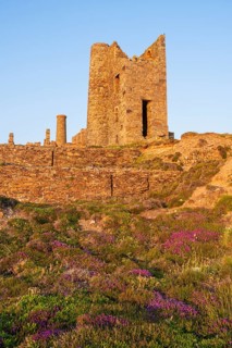 Ruins of Wheal Coates, a former tin mine. In front of it pink blooming heather (Erica) . Evening,