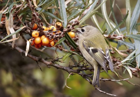 Goldcrest (Regulus regulus), Schleswig-Holstein, Germany