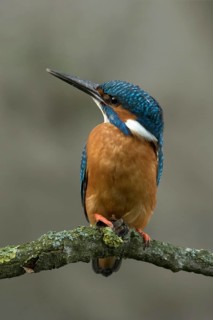 Ijsvogel omhoogkijkend, Kingfisher sitting and looking up