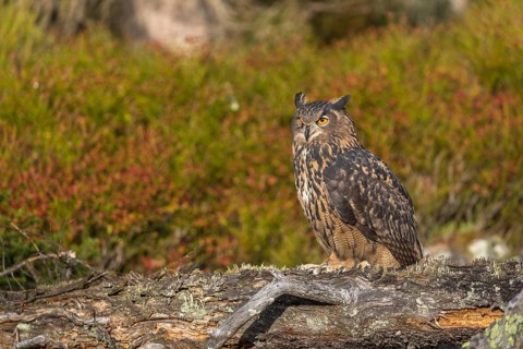 One Eurasian Eagle Owl, Bubo bubo, sitting on a fallen, moss and lichen covered grey tree stump,