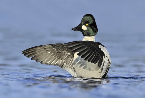 Common Goldeneye (Bucephala clangula) male, British Columbia, Canada